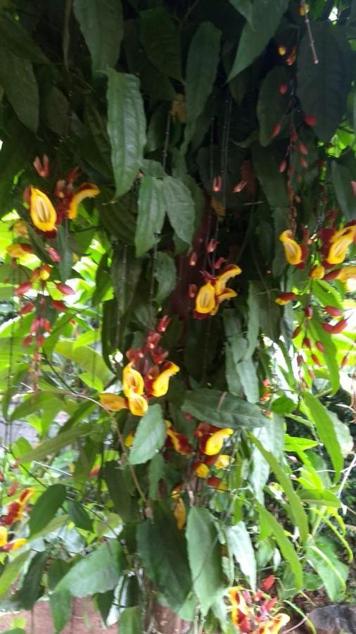 Suites Cocaia Ilhabela Buitenkant foto